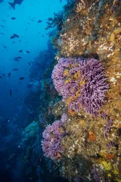 FARNSWORTH PINNACLES 08 Stock Photos