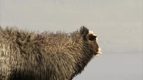 Faroe Idsland sheep 3 Stock Footage 129869882
