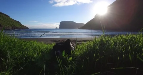 Faroe Islands. Border Collie playing fetch Stock Footage 83299489