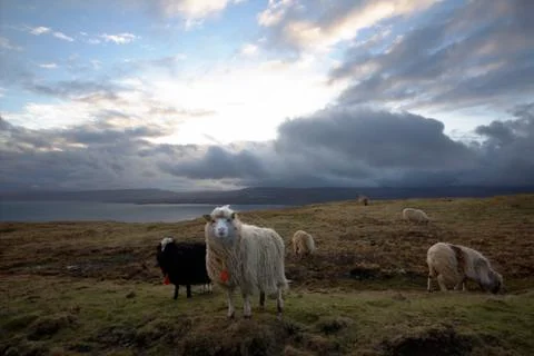 Faroe Islands Stock Photos