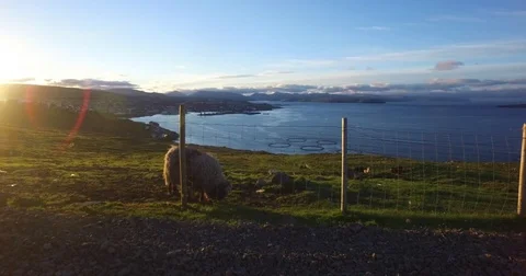 Faroe Islands. Sheep in the sunset 動画素材 83294132
