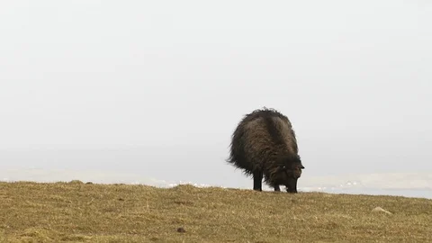 Faroe Sheep 1 Stock Footage 129870093