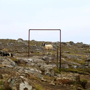 Faroe Sheep Stock Photos