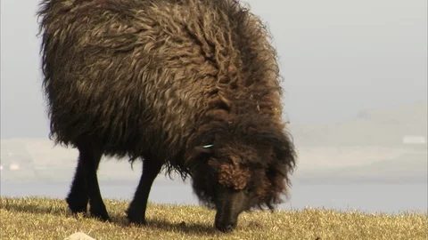 Faroe Shheep 2 Stock Footage 129869905