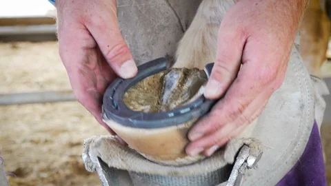 Farrier is checking to see if horse shoe is level on the hoof before Stock Footage 106246185