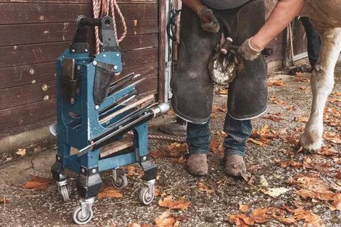 A farrier expertly cutting and pulling off dry, dead hoof pieces Stock Photos