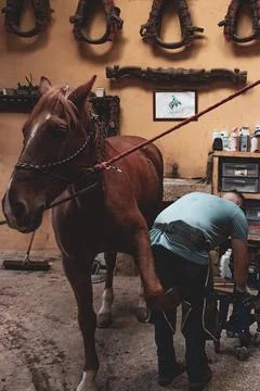 A farrier expertly cutting and pulling off dry, dead hoof pieces Stock Photos