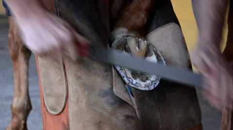 Farrier laying a horseshoe Stock Footage