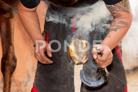 Farrier placing the hot shoe on the horse's hoof. Stock Photos