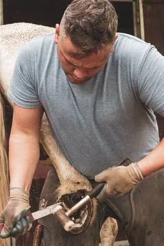 A farrier rasping a horse’s hooves with precision. Stock Photos