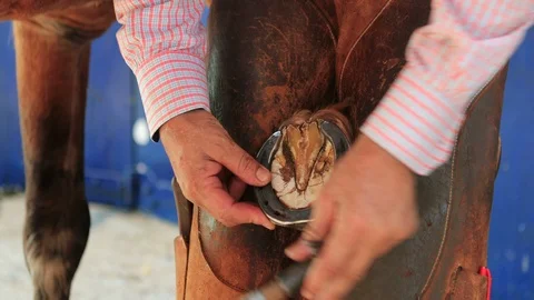 Farrier shoeing horse  Stock Footage