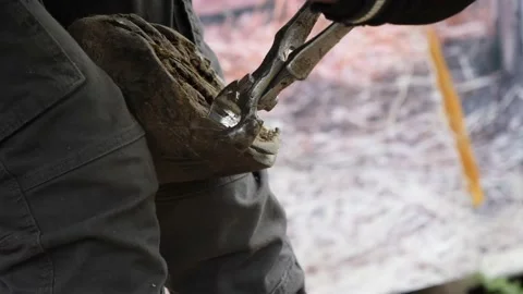 Farrier trims hooves using hoof nippers. Natural horse hoof restoration. Stock Footage 157336115