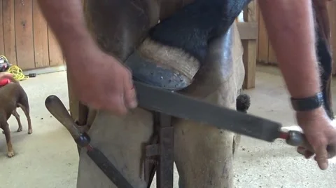 Farrier working  Stock Footage 69072532