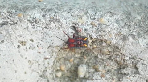 Fart Insect Stock Videos – Royalty-Free HD & 4K Videos | Pond5