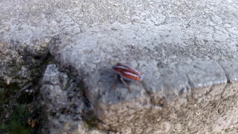 Fart Insect Stock Footage ~ Royalty Free Stock Videos | Pond5
