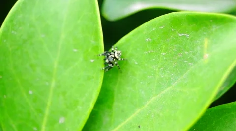 Fart Insect Stock Footage ~ Royalty Free Stock Videos | Pond5
