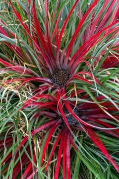 Fascicularia bicolor Stock-Fotos