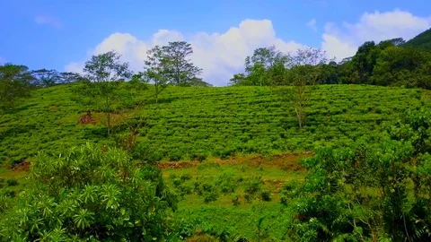 A fascinating Aerial view of field with tea plantation in Sri Lanka Stock-Footage 107911446