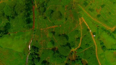 A fascinating Aerial View of field with tea plant in Sri Lanka Stock-Footage 107911502