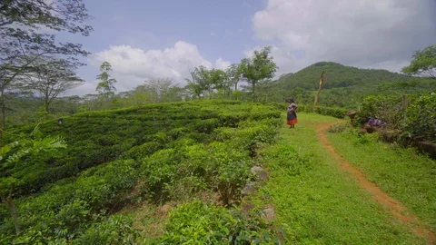 Fascinating Aerial view of the workers in tea plantation in Sri Lanka Stock-Footage 107534506