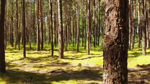 Fascinating ancient baltic pine tree forests in Palanga resort, Lithuania. Be Vidéo 155569331