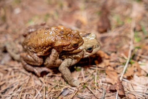 A fascinating and intimate close-up of two common toads (Bufo bufo) in the ma Stock Photos