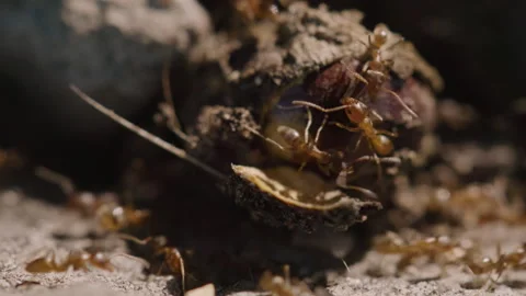 The Fascinating and Intriguing Activity of Ant Colonies Engaging with Their Nest Stock Footage 283613002
