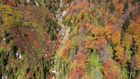 Fascinating Autumn Forest Stock-Footage 333403585