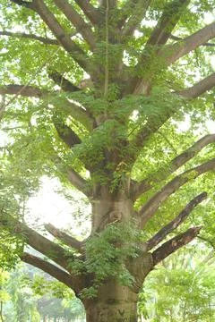 Fascinating branch formation in a tree Stock Photos