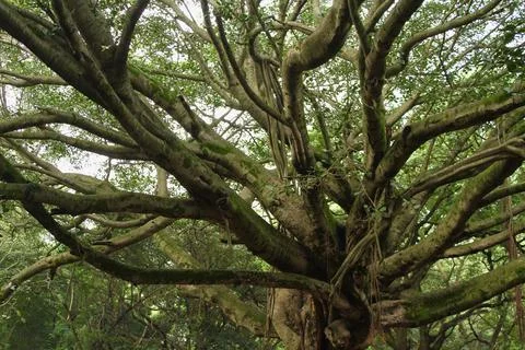 Fascinating branch formation in a tree Stock Photos