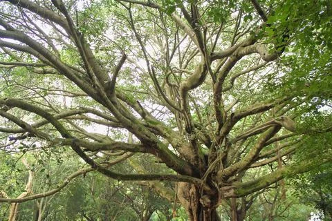 Fascinating branch formation in a tree Stock Photos