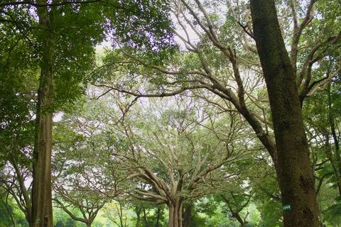 Fascinating branch formation in a tree Stock Photos