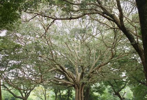 Fascinating branch formation in a tree Stock Photos