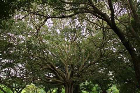Fascinating branch formation in a tree Stock Photos