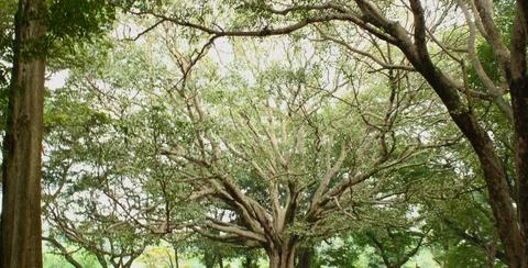 Fascinating branch formation in a tree Stock Photos
