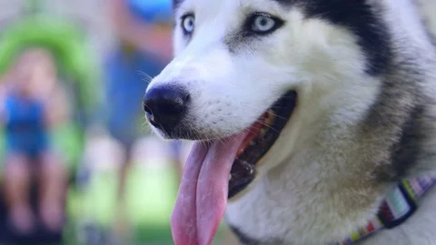 A fascinating close-up of a beautiful Husky with beautiful sad eyes, but with a Stock Footage 79372480