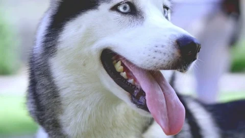 A fascinating close-up of a beautiful Husky with beautiful sad eyes, but with a Stock Footage 79372541