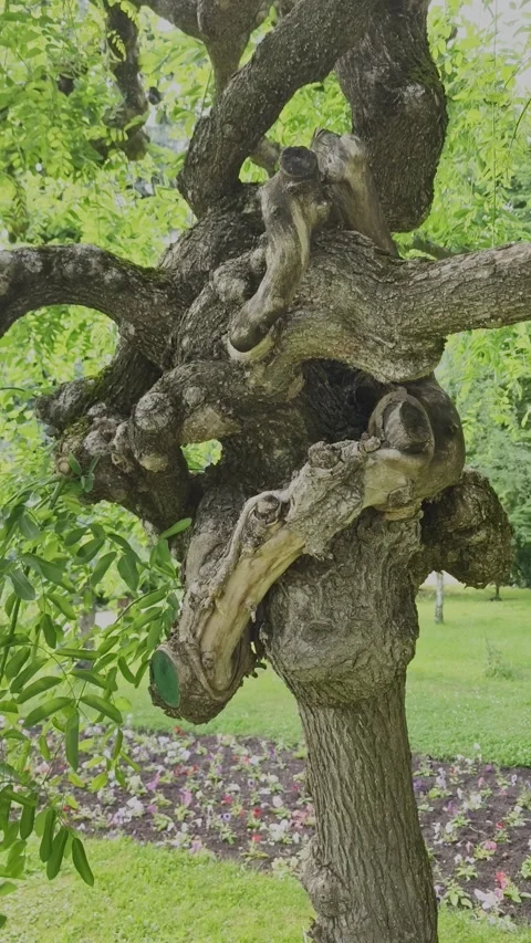 Fascinating close-up of a unique, twisted and gnarly tree trunk. Stock-Footage 336710362