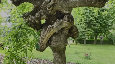 Fascinating close-up of a unique, twisted and gnarly tree trunk. Stock Footage 336710380