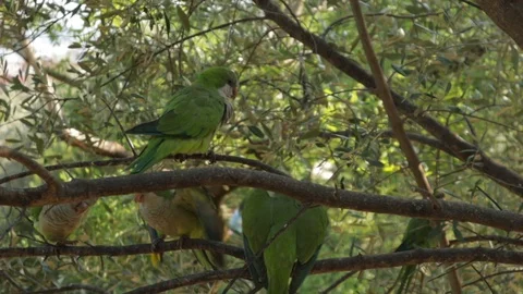 Fascinating close up view of those monk parakeet on branches wagging their Video stock 118483791