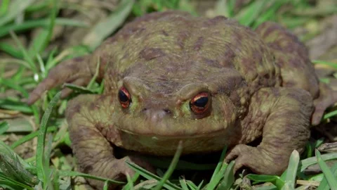 A Fascinating CloseUp Image of a Unique Toad Found in Its Natural Habitat Stock Footage 313285811