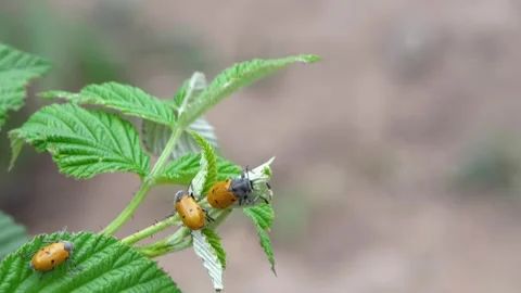 A Fascinating CloseUp Look at Beetles Nestled on Raspberry Leaves in Nature Stock-Footage 311700697