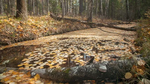A fascinating cycle of fallen leaves in a forest river Stock Footage 170486965