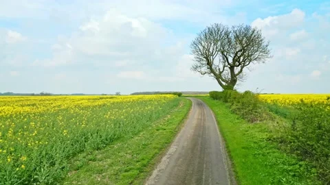 A fascinating drone shot of a rapeseed crop with two trees and a tranquil c.. 库存影片 239416933