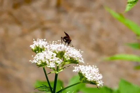 A Fascinating Encounter: Robust Insect, the Spring Path Wasp, Feasting on N.. Foto stock