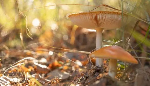 Fascinating Fly Agaric: A Macro View of the Red Mushroom Stock Photos