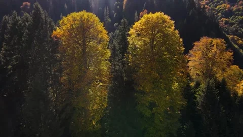 Fascinating Forest Stock-Footage 333098043