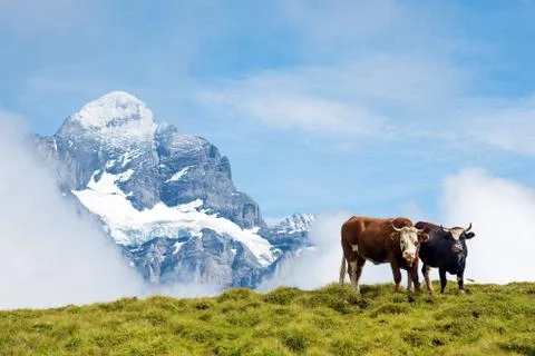 Fascinating landscape with cows in the mountains in the mist of clouds. Swiss Stock Photos