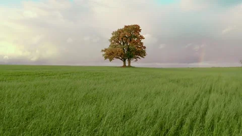 Fascinating lonely tree lush foliage grows in the middle of green field Video stock 137898046