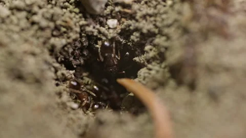 A Fascinating Macro Shot of an Ant on a soil Stock Footage 257211798